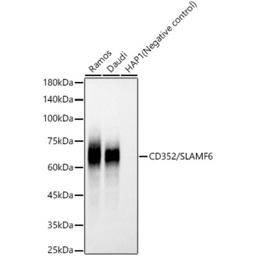 CD352/SLAMF6 Rabbit mAb