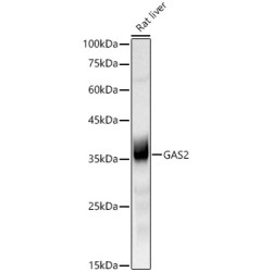 GAS2 Rabbit mAb