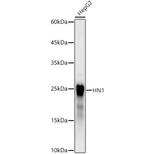 HN1 Rabbit mAb