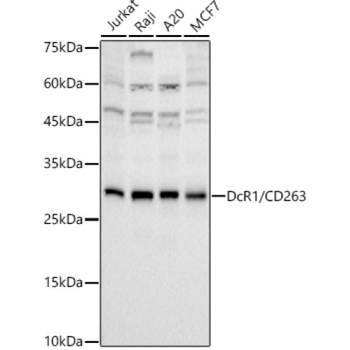 DcR1/CD263 Rabbit mAb
