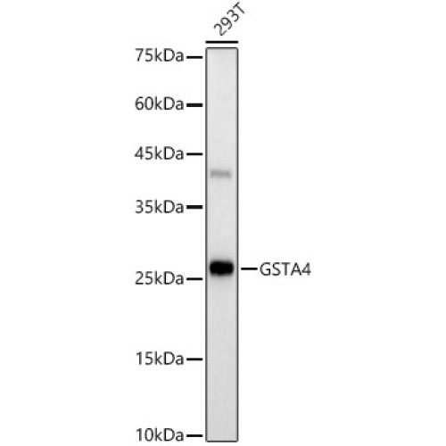 GSTA4 Rabbit mAb