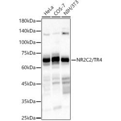 NR2C2 / TR4 Rabbit mAb
