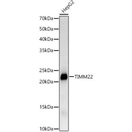 TIMM22 Rabbit mAb