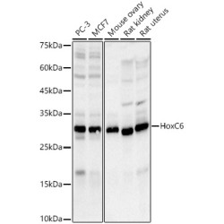HoxC6 Rabbit mAb