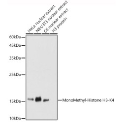 MonoMethyl-Histone H3-K4 Rabbit pAb