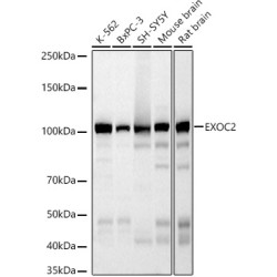 EXOC2 Rabbit mAb