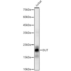 DUT Rabbit mAb