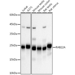RAB22A Rabbit mAb