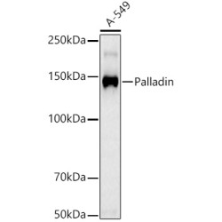 Palladin Rabbit mAb