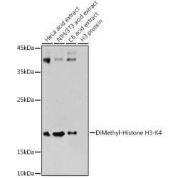 DiMethyl-Histone H3-K4 Rabbit pAb