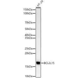 BCL2L15 Rabbit mAb