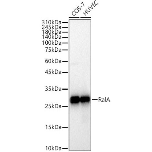 RalA Rabbit mAb