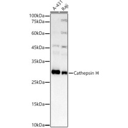 Cathepsin H Rabbit mAb