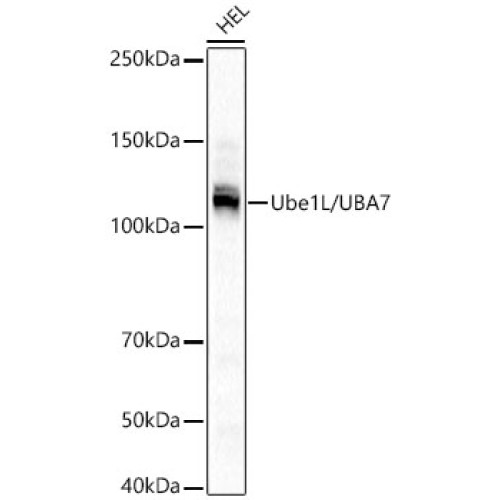 Ube1L / UBA7 Rabbit mAb
