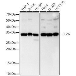 IL26 Rabbit mAb
