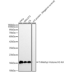 TriMethyl-Histone H3-K4 Rabbit pAb