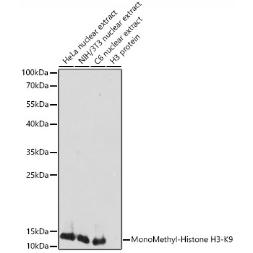 MonoMethyl-Histone H3-K9 Rabbit pAb