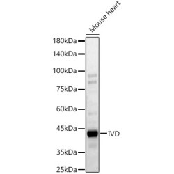 IVD Rabbit pAb