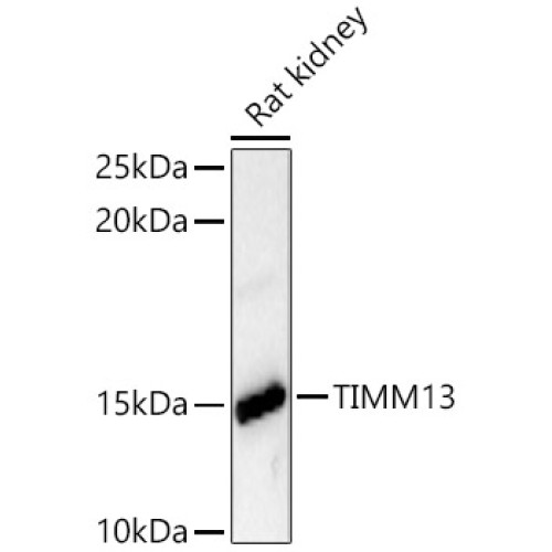 TIMM13 Rabbit pAb