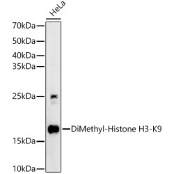 DiMethyl-Histone H3-K9 Rabbit pAb