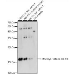 TriMethyl-Histone H3-K9 Rabbit pAb