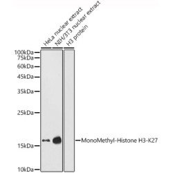 MonoMethyl-Histone H3-K27 Rabbit pAb