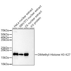 DiMethyl-Histone H3-K27 Rabbit pAb