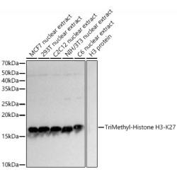 TriMethyl-Histone H3-K27 Rabbit pAb