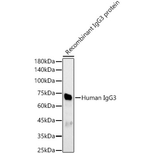 Human IgG3 Rabbit pAb