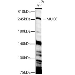 MUC6 Rabbit pAb