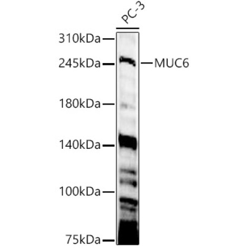 MUC6 Rabbit pAb