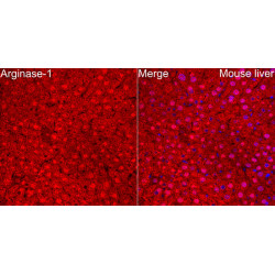 Arginase-1 Rabbit pAb