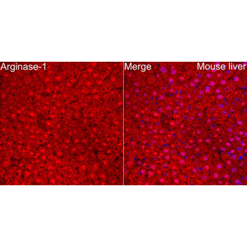 Arginase-1 Rabbit pAb