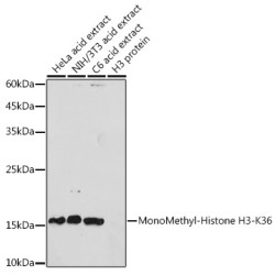 MonoMethyl-Histone H3-K36 Rabbit pAb