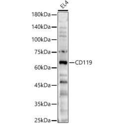 CD119 Rabbit pAb