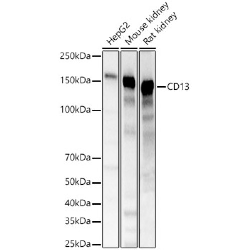 CD13 Rabbit pAb