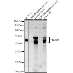 Epcam Rabbit pAb