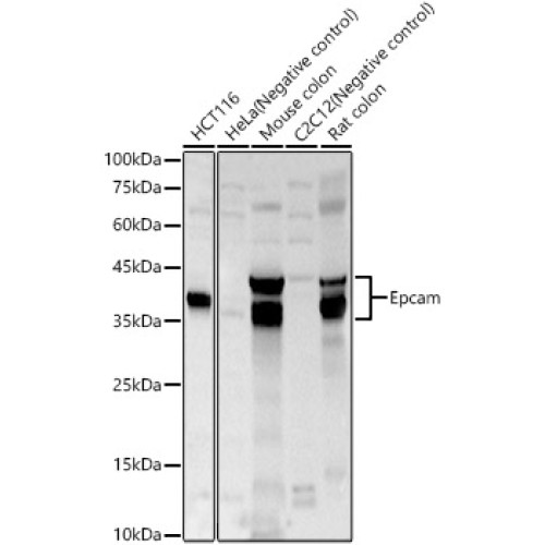 Epcam Rabbit pAb