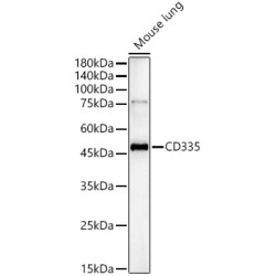 CD335 Rabbit pAb