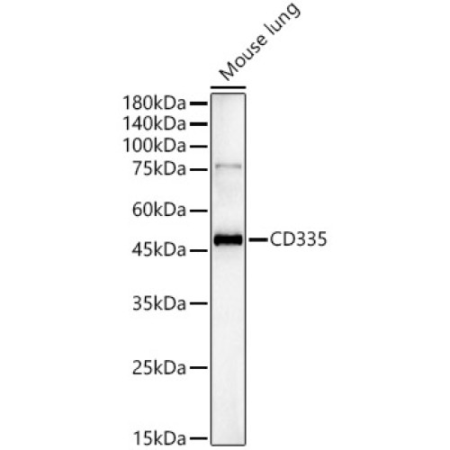 CD335 Rabbit pAb