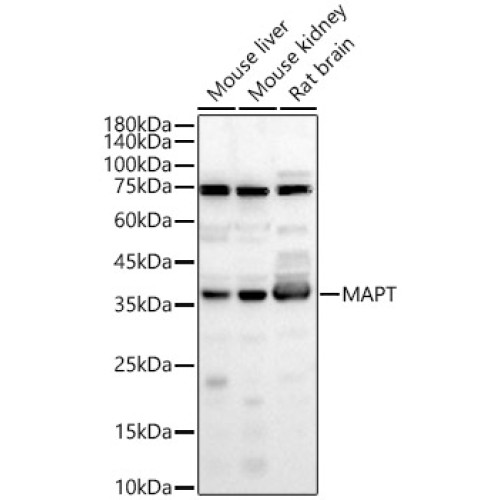 MAPT Rabbit pAb