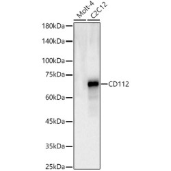 CD112 Rabbit pAb