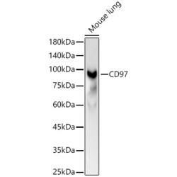 CD97 Rabbit pAb