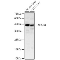 ACAD8 Rabbit pAb