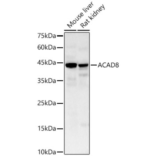 ACAD8 Rabbit pAb