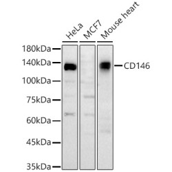 CD146 Rabbit pAb