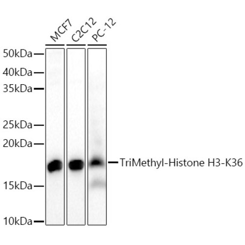 TriMethyl-Histone H3-K36 Rabbit pAb