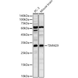 TIMM29 Rabbit pAb