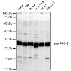 pan 14-3-3 Rabbit pAb