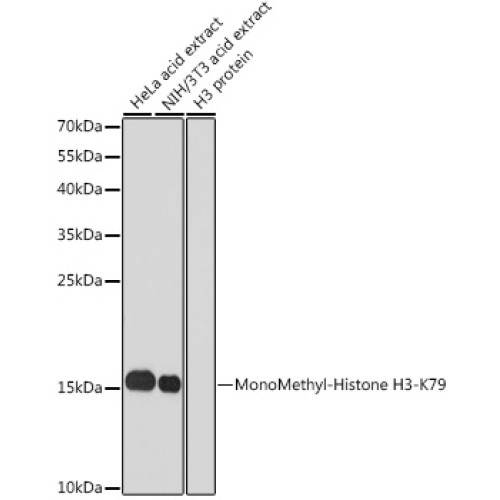 MonoMethyl-Histone H3-K79 Rabbit pAb